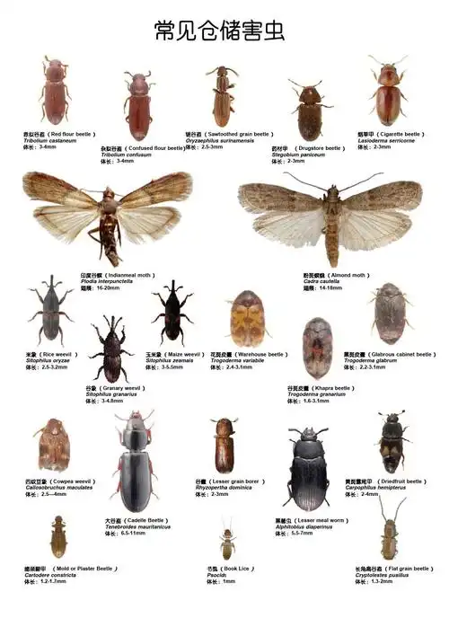 【讨论】家庭常见虫自查,慎入
