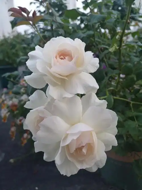 一款很"仙"的盆栽月季——心之水滴,花朵又美又香,四季都开花