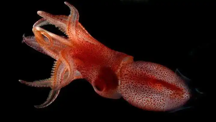 异帆乌贼(图片来自mental floss)