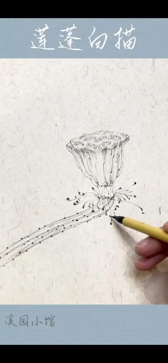 莲蓬白描——烟斗 冬日去 春寒来 万物该活过来咯