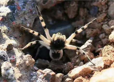 中国十大毒蜘蛛黑寡妇蜘蛛毒性最强2