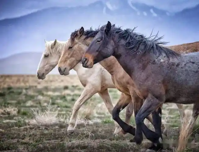 【审美提升】一个专拍马的女性摄影师——bev pettit 美国