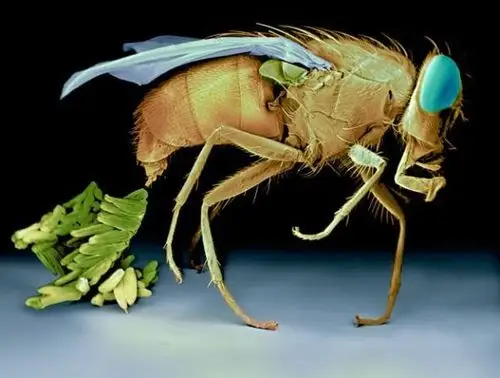 显微镜下昆虫世界:绿丽蝇产卵瞬间(组图)