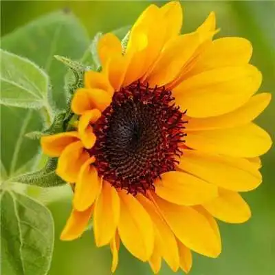 微信头像老年花草