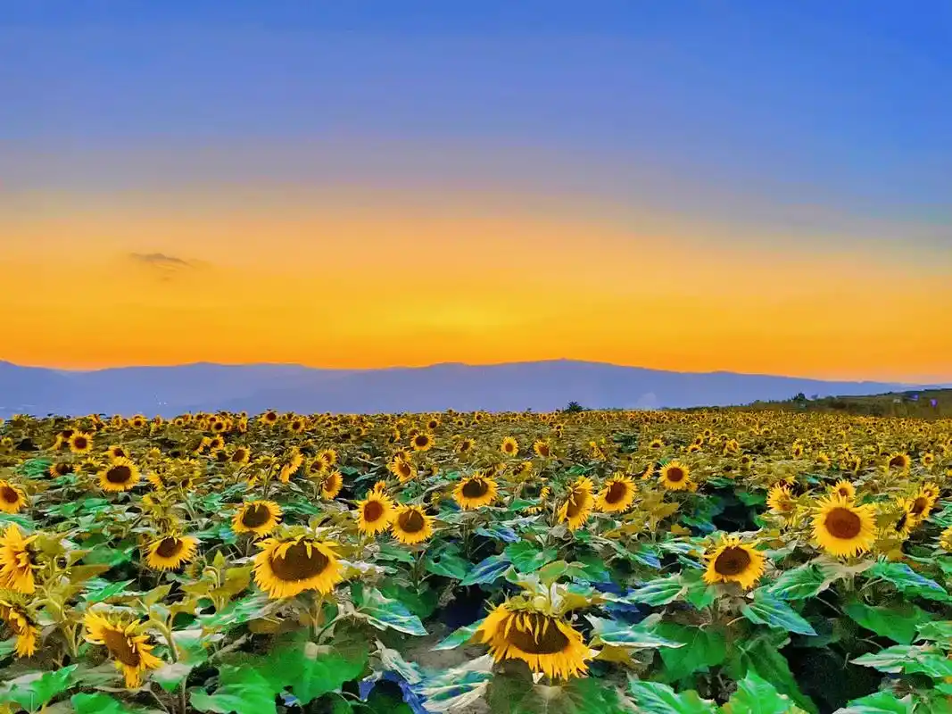 向日葵花海 黄昏将至下烫金的天边映着向日葵 暮色四合时晚风 - 兑趑