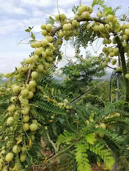 供供应油甘数量有300吨左右需要的老板娘请联系