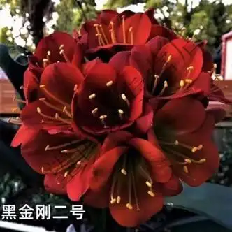 君子兰直销立板宽叶君子兰大苗室内花卉绿植 麦基乐 黑金刚(重瓣) 3年