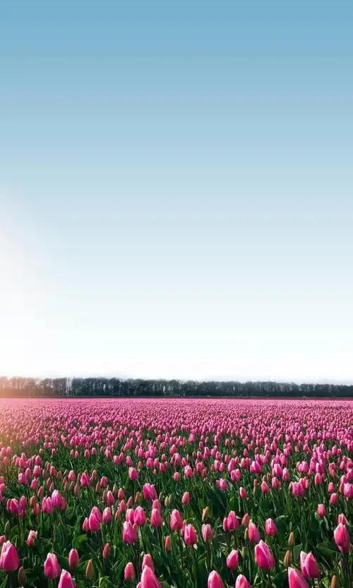 一片绚烂多彩的郁金香_唯美图片