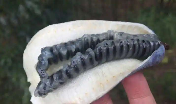 全球最"难看"水果, 图1名也难听, 后两个"密集恐惧症"不敢看