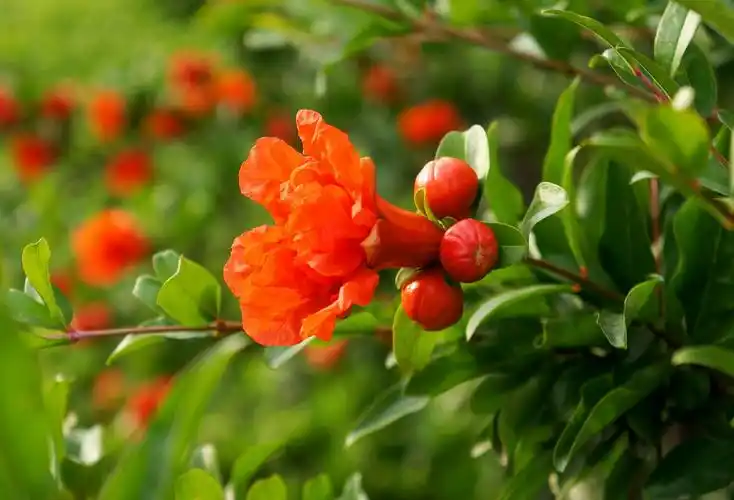 石榴花:成熟的美丽,富贵和子孙满堂