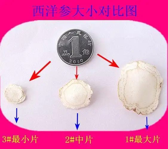 西洋参大小对比图