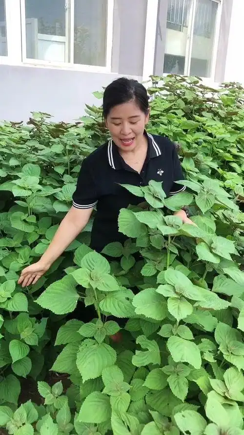 蔬菜小姐姐_蔬菜小姐姐个人资料_蔬菜小姐姐直播间_18183kol_18183