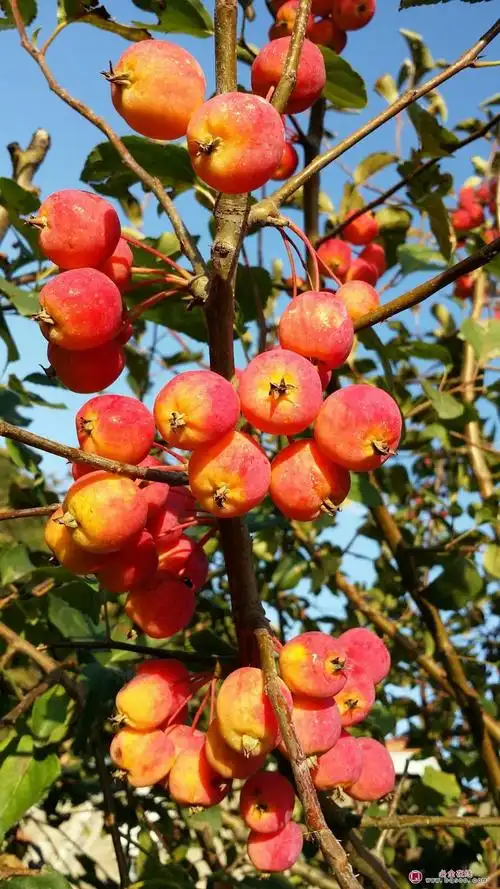 为什么要大力发展观赏果树