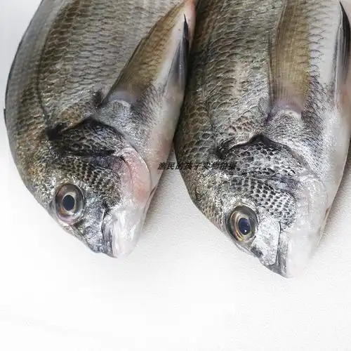 渔民孩子当天天海福建翅鱼新鲜赤鱼鲜活海鲫鱼其它