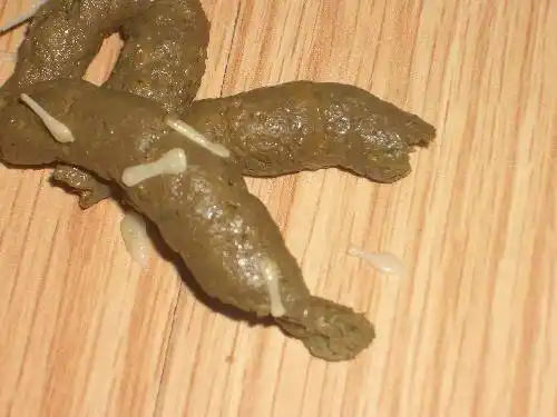 狗狗拉屎有虫怎么办