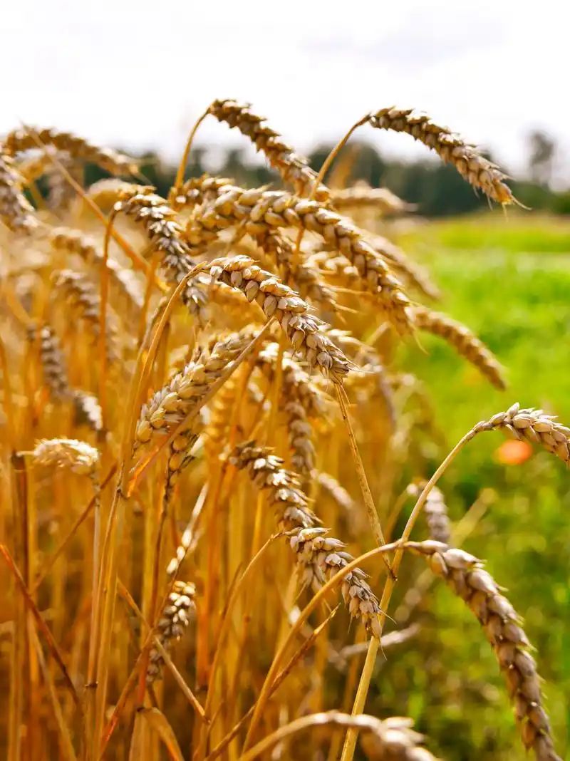 麦穗低头,像学者般谦虚,深知价值但低调.