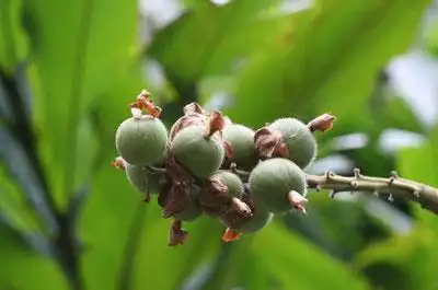 草豆蔻别名白豆蔻,草果,圆豆蔻,原豆蔻,扣米,紫蔻.性味归经性温,味辛.