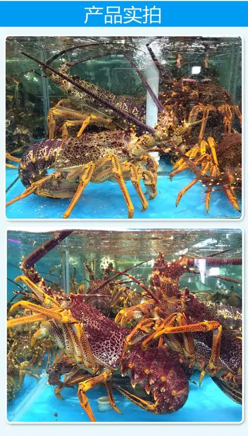 澳洲鲜活进口龙虾 澳龙 鲜活水产 优质澳龙大龙虾
