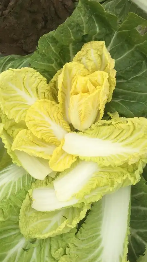 [高山娃娃菜 5~7两以上]场地直供,量大从优,品质保证,欢迎咨询购买.