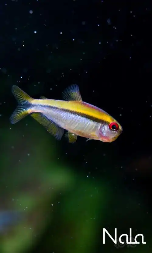 灯科鱼发烧级灯鱼