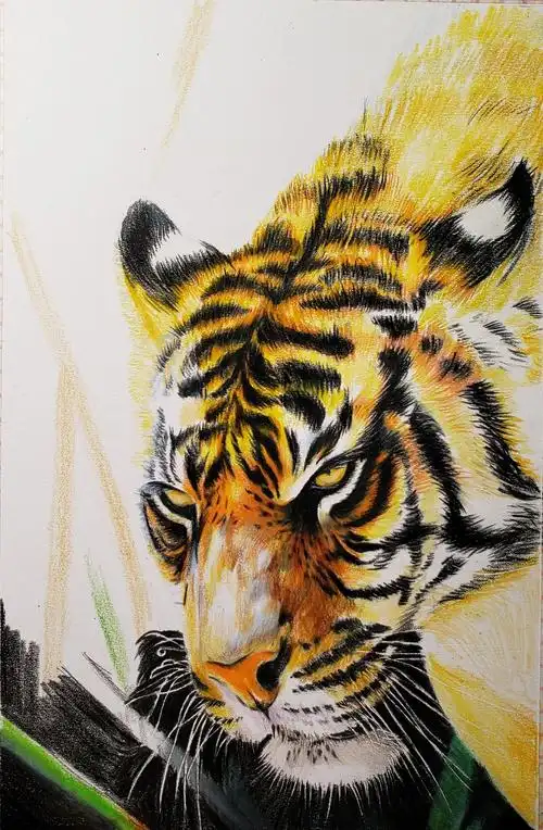 彩铅-老虎