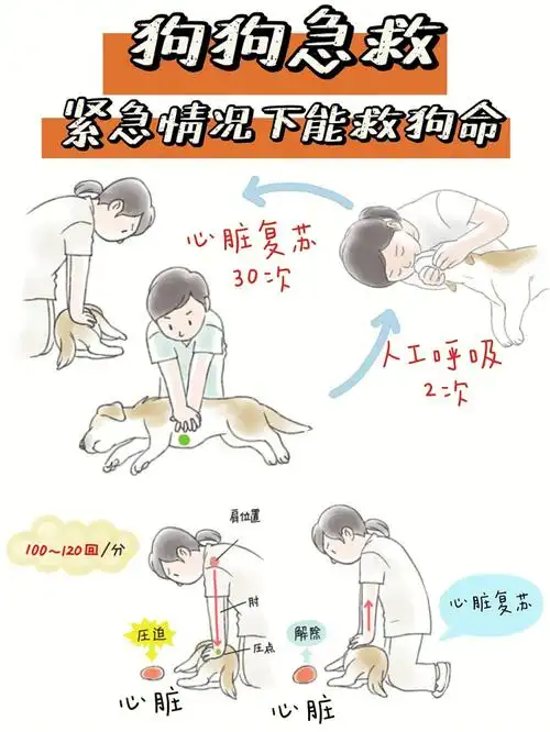 宠物急救心脏复苏人工呼吸学会救狗命