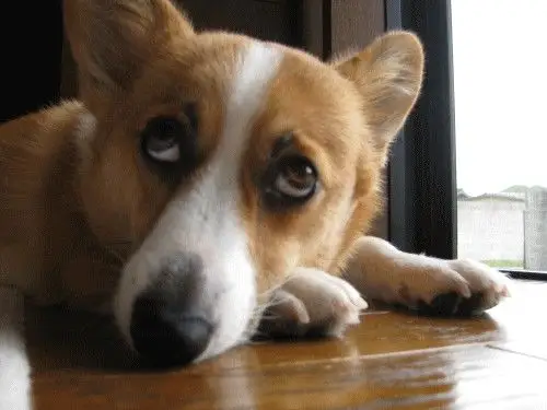 做错事就这个表情!狗狗的无辜眼大集合