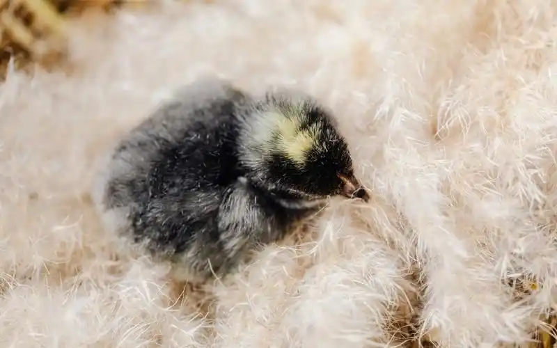 可爱小鸡崽图片壁纸