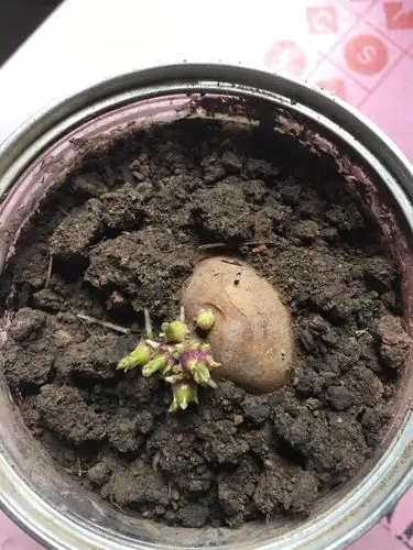 观察日记 - 美篇