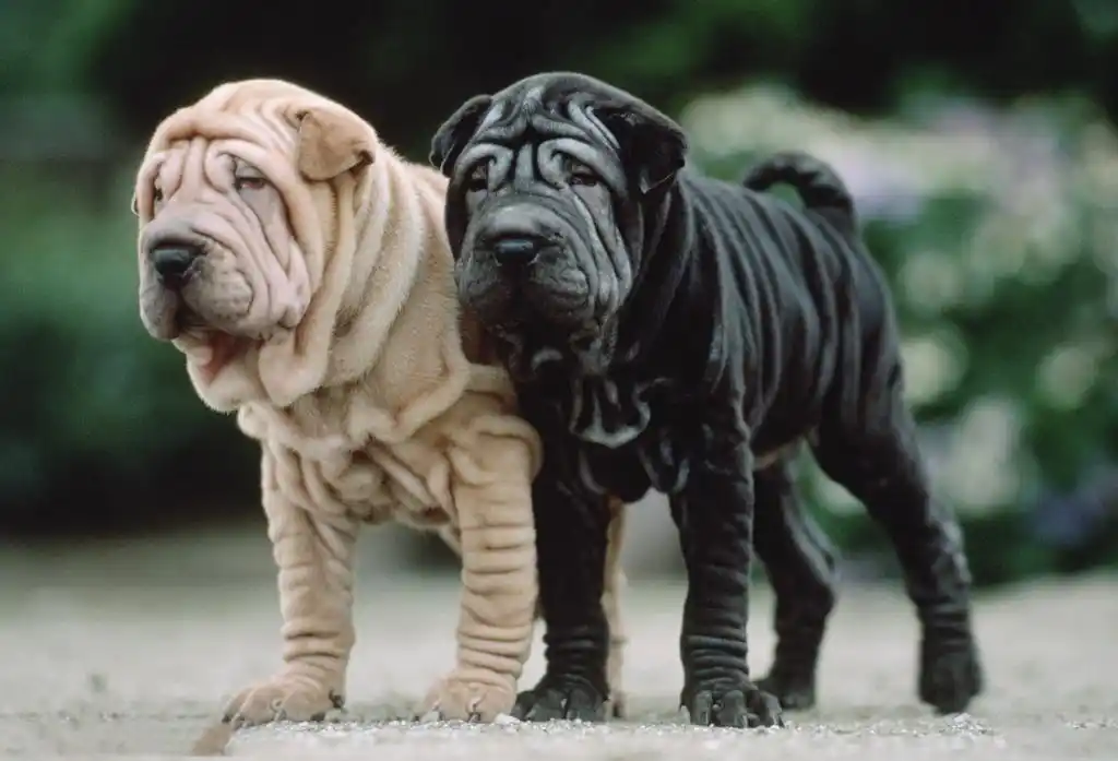 沙皮犬:虽然号称"中国第一斗犬",但是看上去萌萌哒!