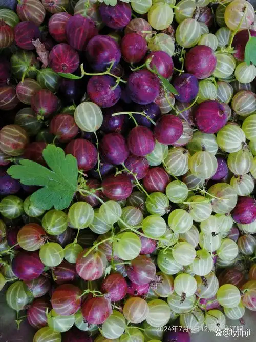 这是东北的灯笼果,现在市场上几乎是看不到的,但在上世纪八十年代前这