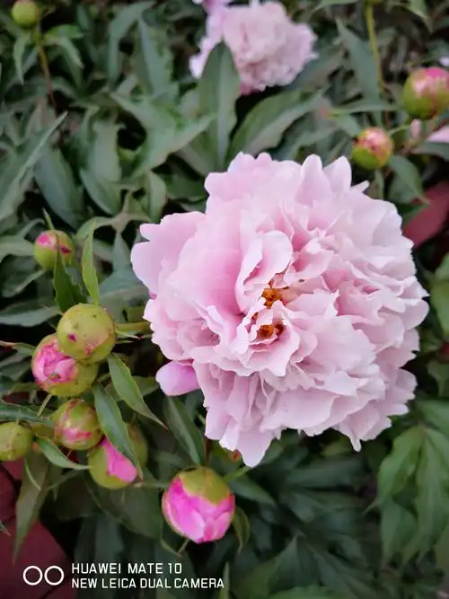 界都梵乘寺五色朝阳牡丹