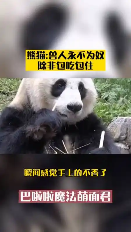 熊猫:兽人永不为奴,除非包吃包住-全民小视频