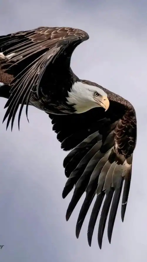 霸气的老鹰,在天空之中翱翔