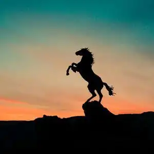 飞鸽的主页 - 抖音