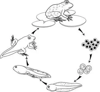 池塘水中的青蛙卵白青蛙卵在雨林地面产卵准备孵化普通青蛙,蛙卵青蛙
