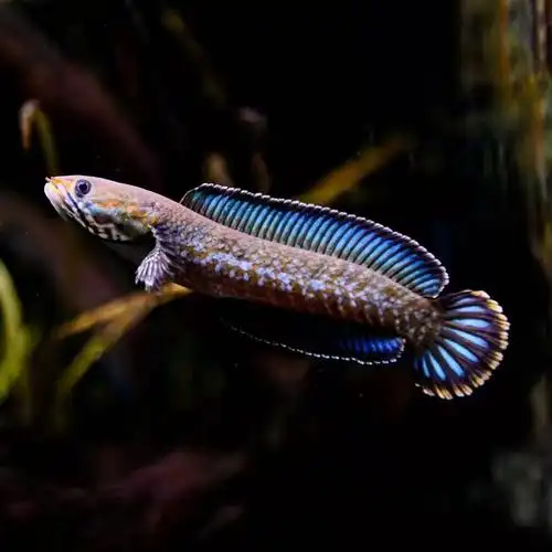 雷龙雷龙鱼龙鱼七彩黄金黄金眼眼镜阿萨姆淡水鱼热带鱼