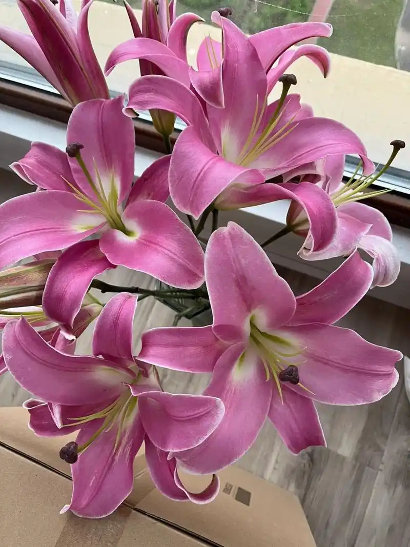 百合 | 普拉芬多 粉色的香水百合,花头真得是超级大,比张开后的手还要