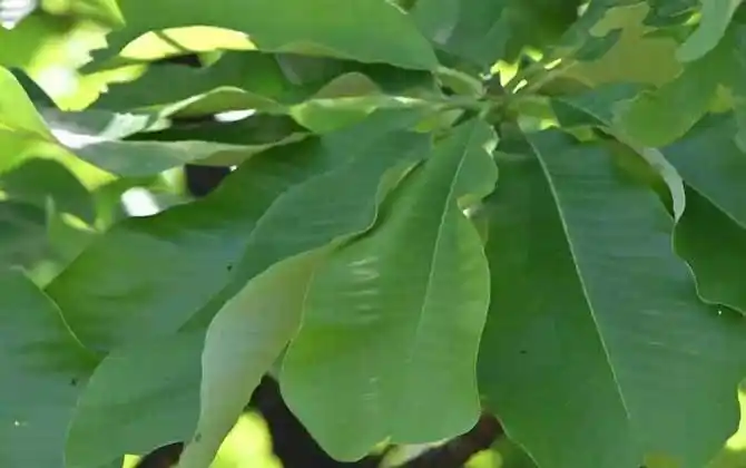 厚朴是什么植物