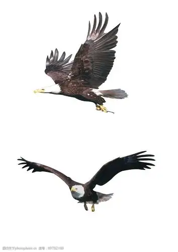 动物老鹰psd分层素材图片图片-图行天下图库