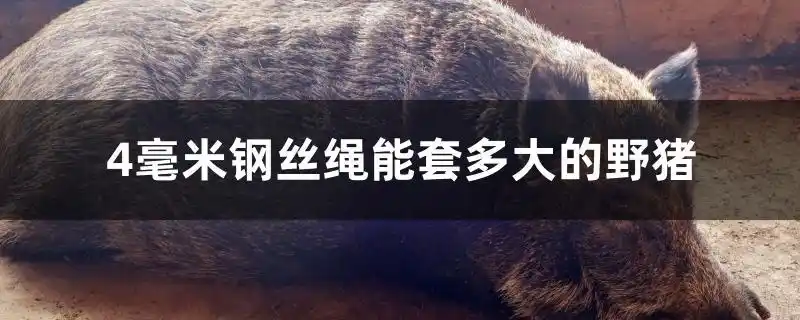 4毫米钢丝绳能套多大的野猪