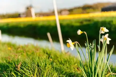 盛开的水仙花盛开美丽的鲜花水仙花开在乡村的河边照片