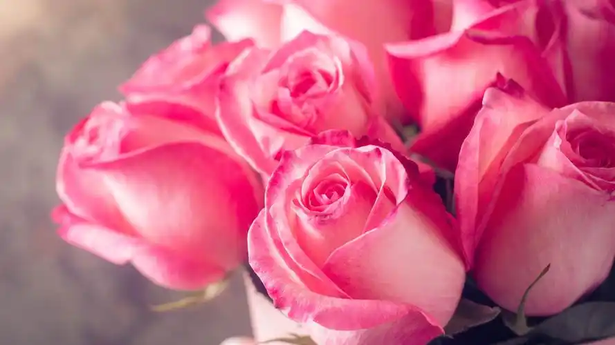 壁纸 粉红玫瑰,花束,朦胧,浪漫