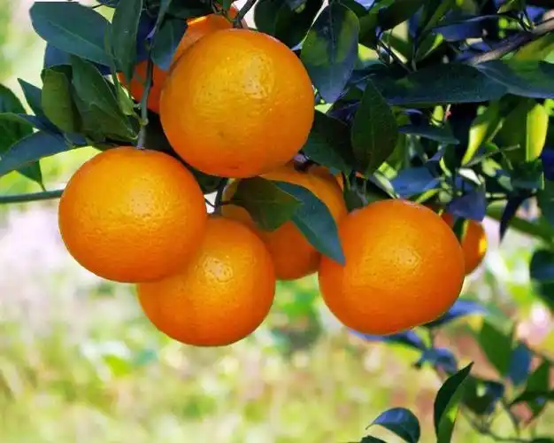 丹霞山下长出的"致富果"_贡柑