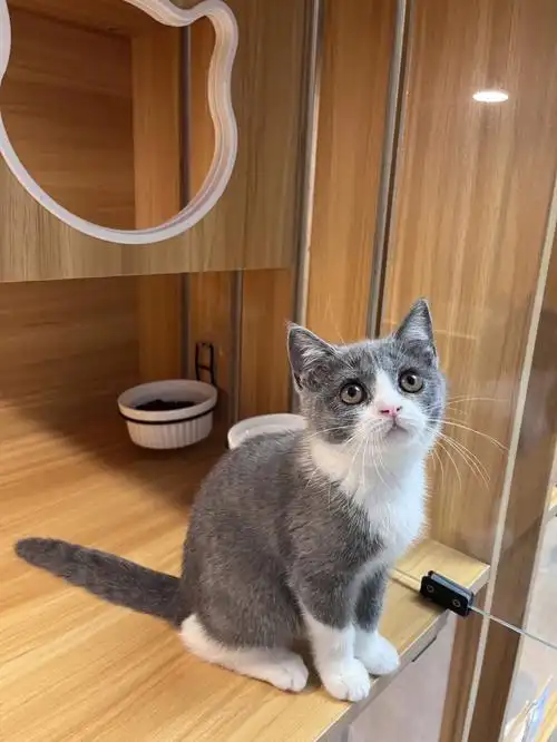 新手养猫推荐品种英短蓝白猫