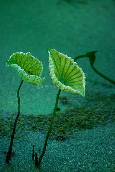 白鹭落荷间湘潭花石镇原生态接天荷花绽放