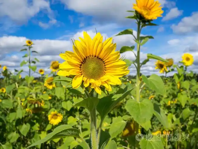 领域的向日葵在阳光明媚的一天