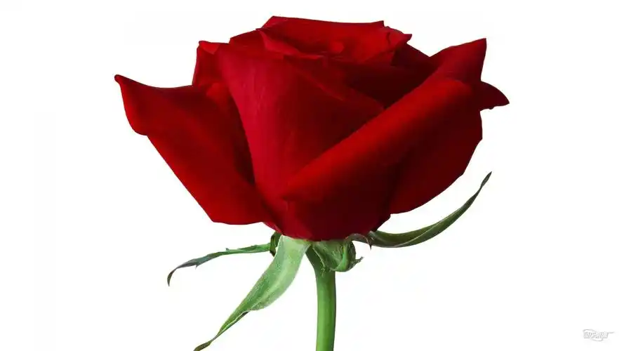 清新唯美玫瑰花图片大全-植物壁纸-壁纸下载-美桌网