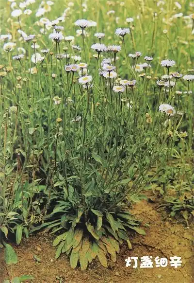 走进云南白药:揭秘药用植物园