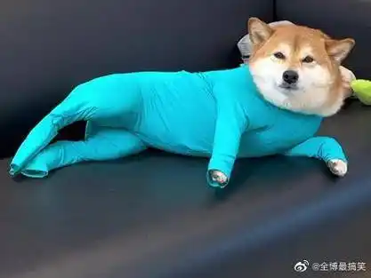 24斤小八嘎穿上了瑜伽服哈哈哈